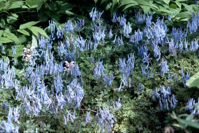 blue corydalis