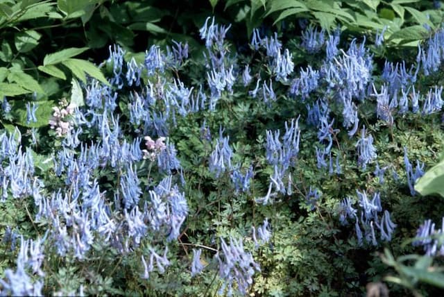 Blue corydalis