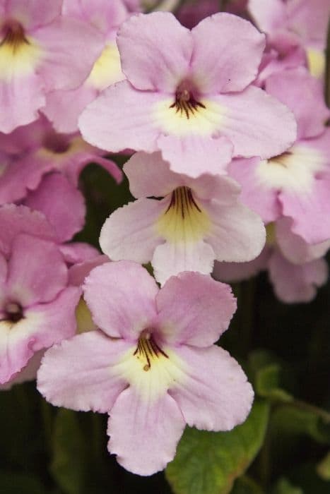 Cape primrose 'Hannah'