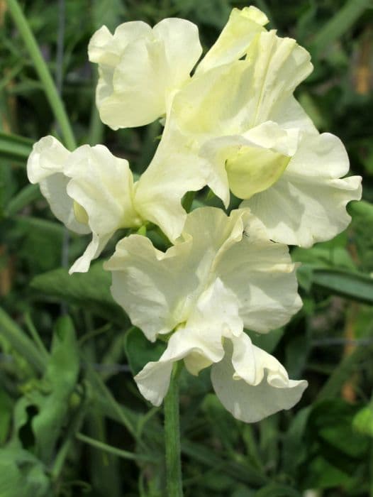 sweet pea 'Mary Mac'