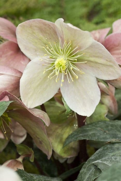 hellebore 'Winter Sunshine'