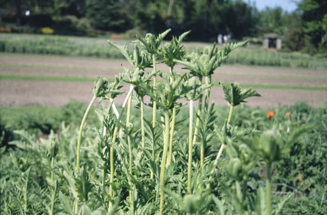 Great scarlet poppy