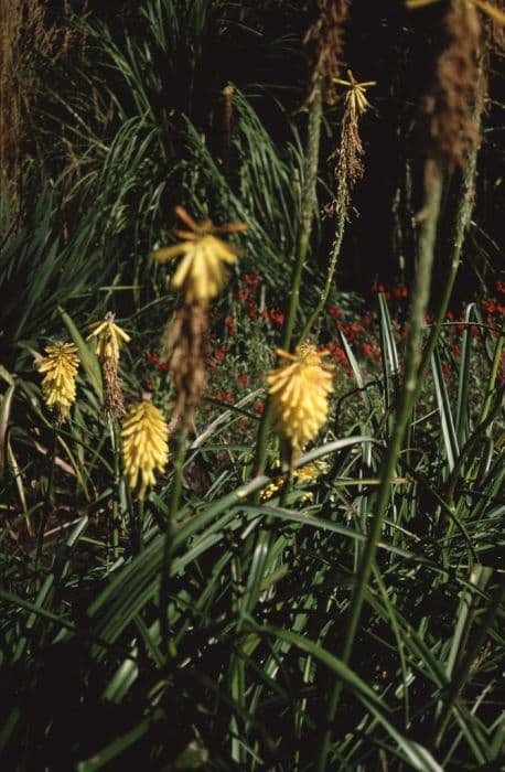 red-hot poker 'Buttercup'