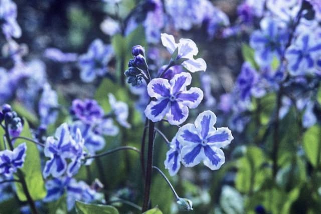 Cappadocian navelwort 'Starry Eyes'