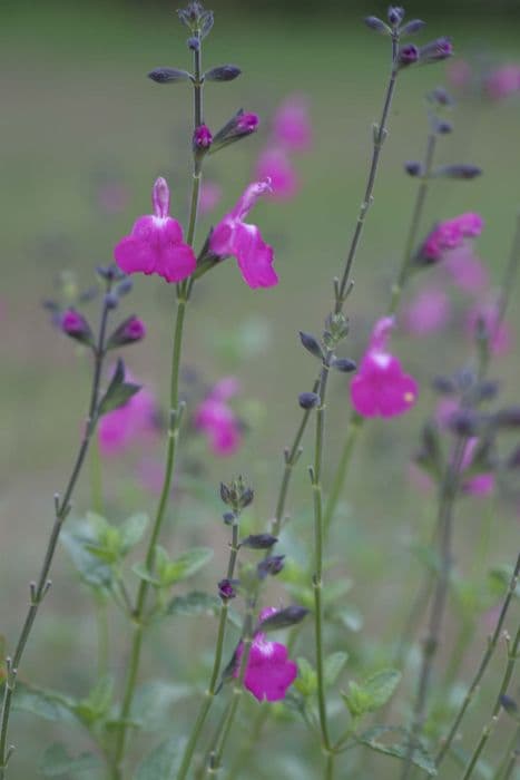 baby sage 'Wild Watermelon'