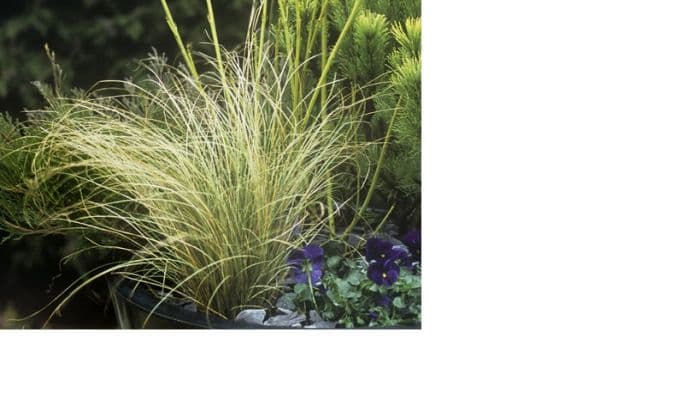 sedge 'Frosted Curls'