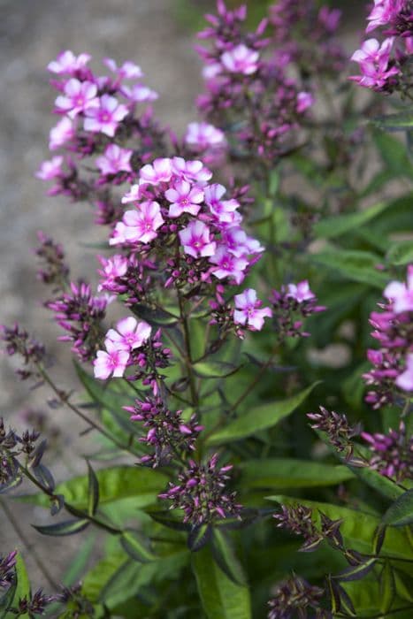 perennial phlox 'Miss Elie'