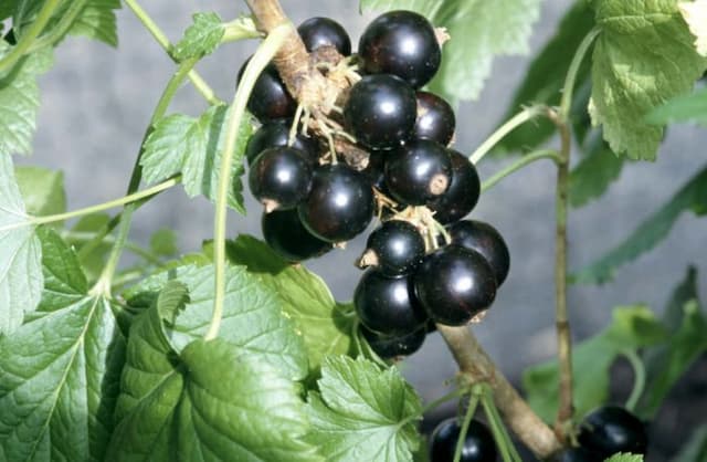 Blackcurrant 'Ben Sarek'