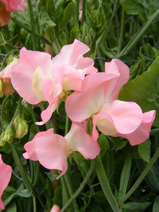 sweet pea 'Valerie Harrod'