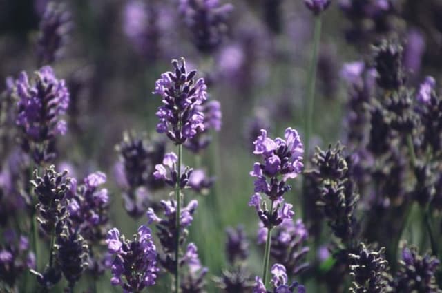 English lavender 'Loddon Blue'