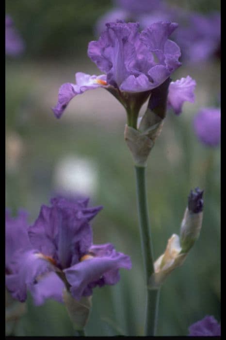 iris 'Paradise Bird'