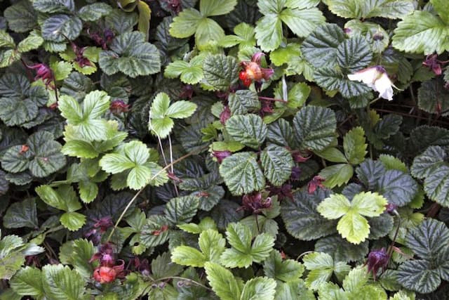 Alpine strawberry