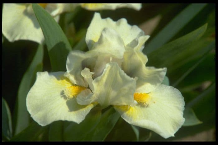 iris 'Bibury'