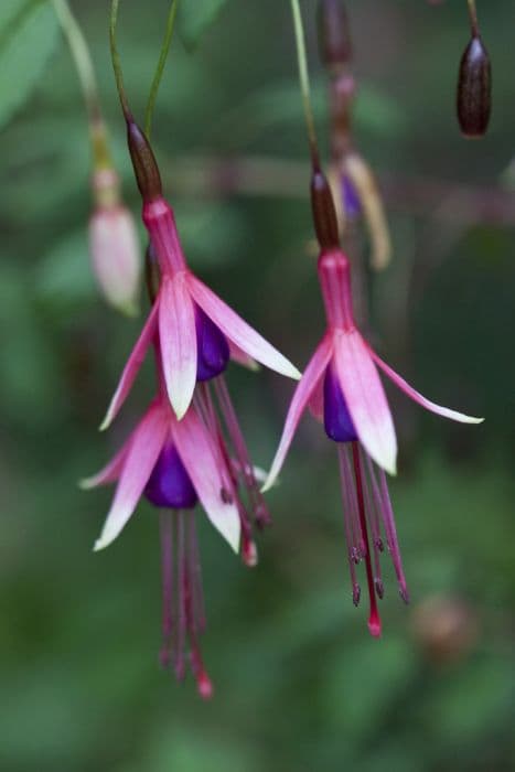 fuchsia 'Logan Woods'