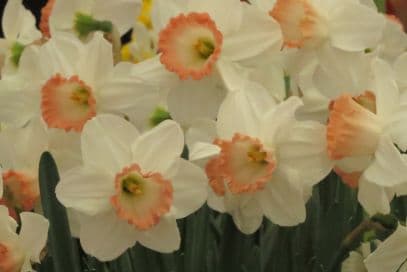 daffodil 'Pink Charm'