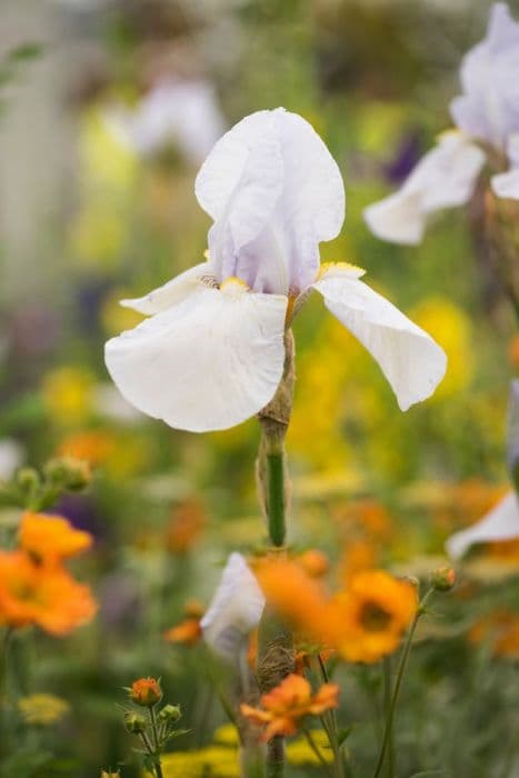 iris 'White City'