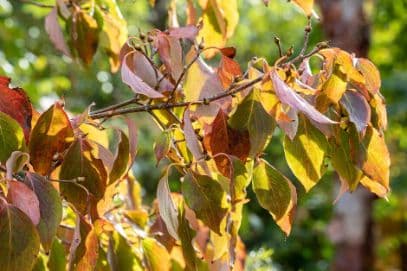 Chinese dogwood 'China Girl'