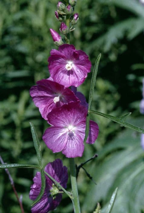 prairie mallow 'Party Girl'