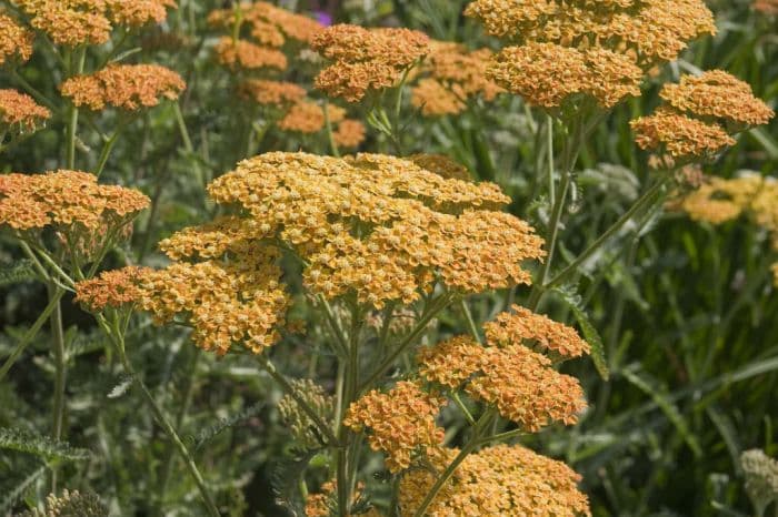 yarrow 'Terracotta'