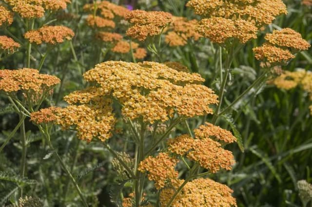 Yarrow 'Terracotta'