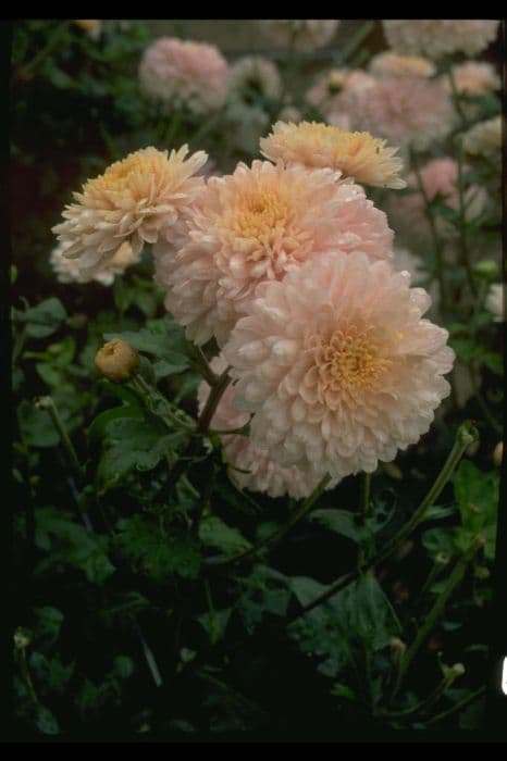 chrysanthemum 'Pennine Silver'