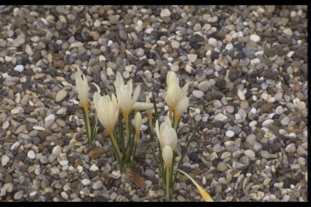 Straw-coloured crocus