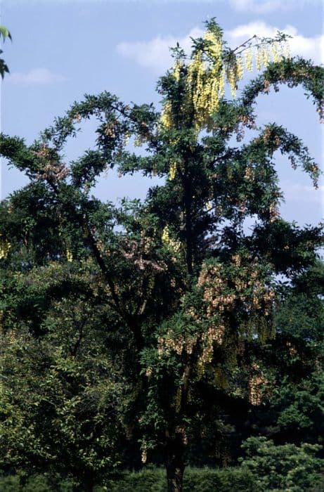 Adam's laburnum