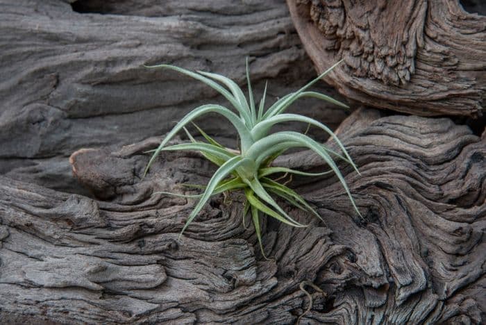 white air plant