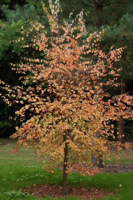 katsura 'Boyd's Dwarf'