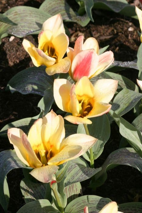 Tulip 'Zampa'