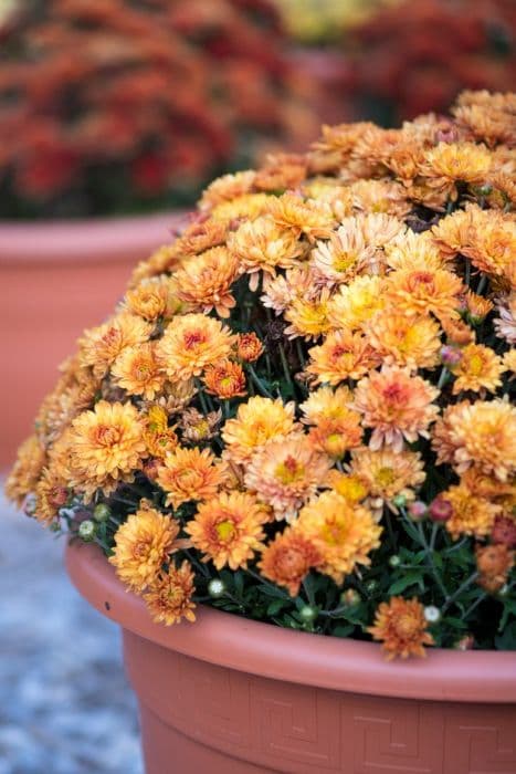 chrysanthemum 'Prelude Apricot'