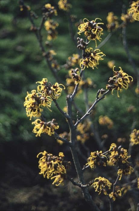 witch hazel 'Barmstedt Gold'