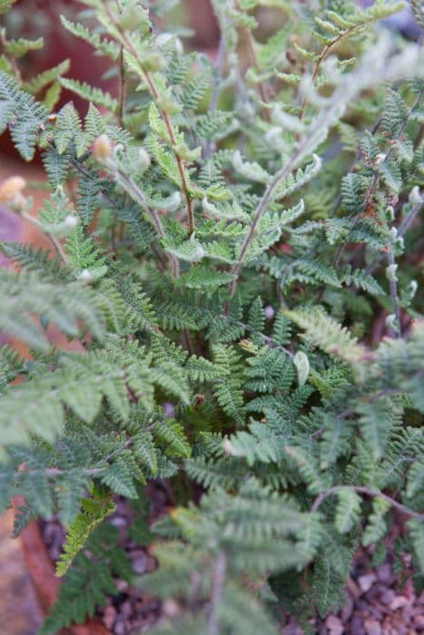 hairy lip fern