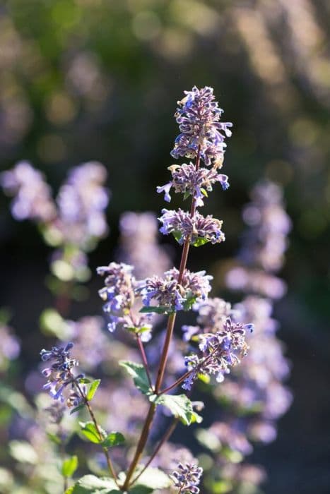 catmint 'Bramdean'