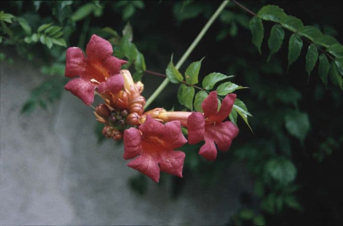 trumpet vine