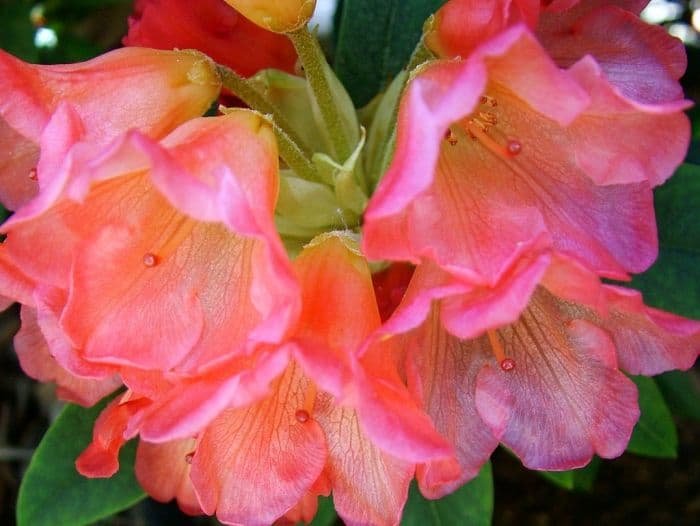 rhododendron 'Surrey Heath'