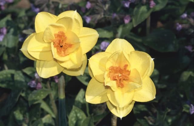 Daffodil 'Tamar Fire'