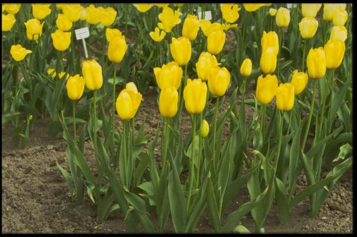 tulip 'Mrs John T. Scheepers'