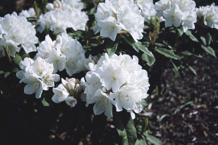 rhododendron 'Helene Schiffner'