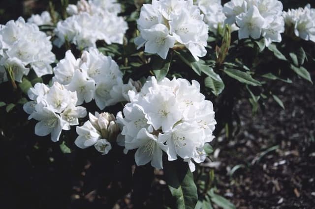 Rhododendron 'Helene Schiffner'