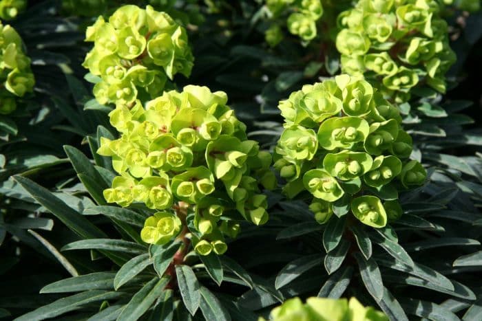 spurge [Redwing]