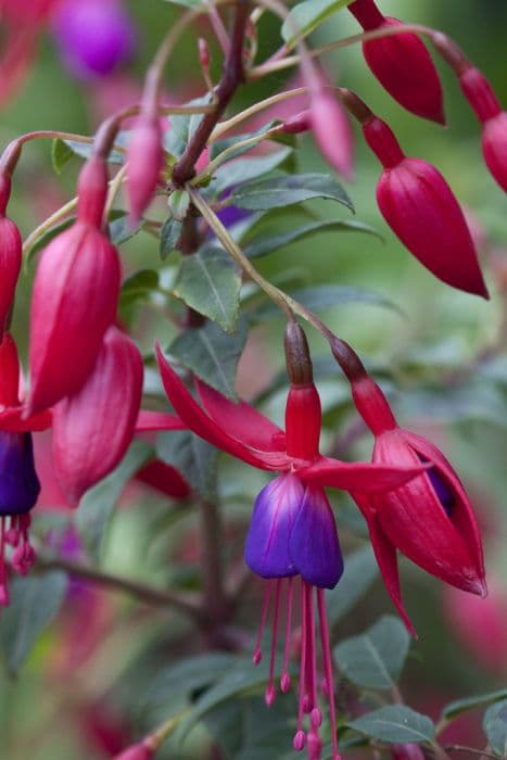 fuchsia 'Baby Blue Eyes'