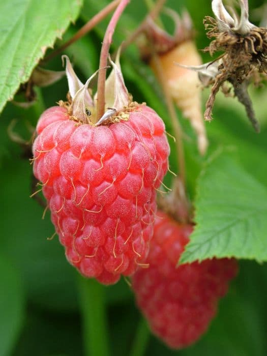 raspberry 'Tulameen'