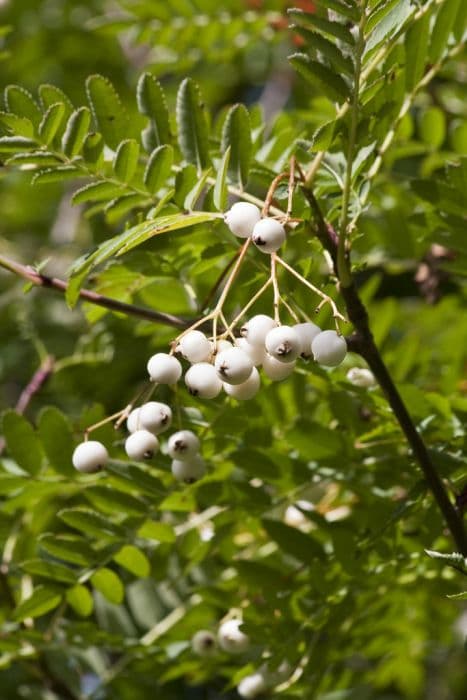 Gongga Shan mountain ash