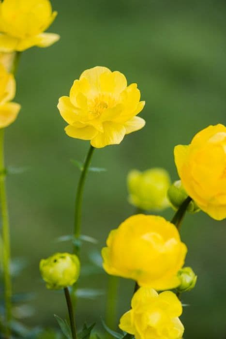 globeflower 'Lemon Queen'