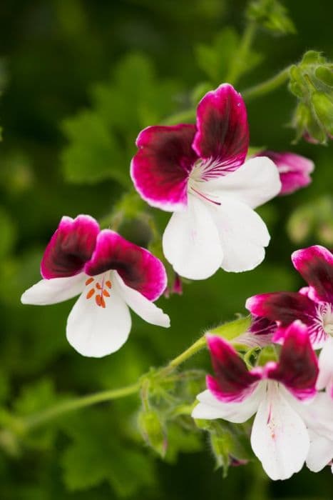 pelargonium 'Australian Mystery'