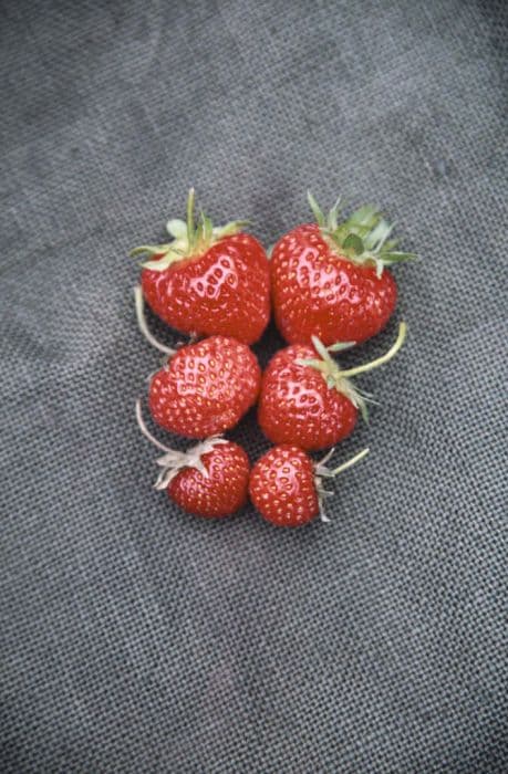 strawberry 'Cambridge Favourite'
