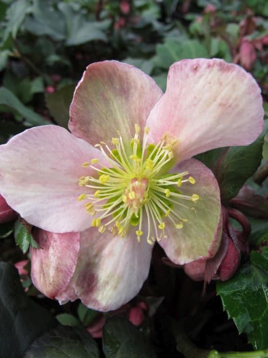 hellebore 'Pirouette'