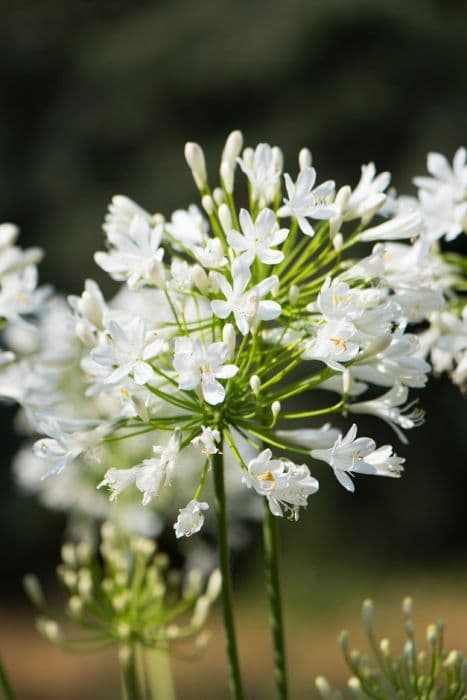 African lily 'Bridal Bouquet'