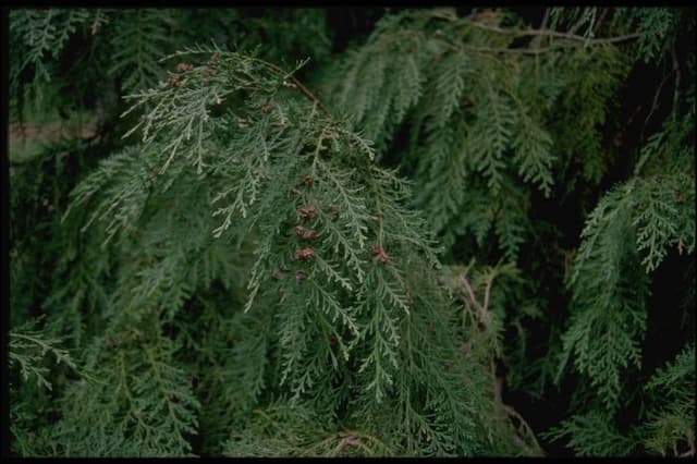 Lawson's cypress 'Intertexta'